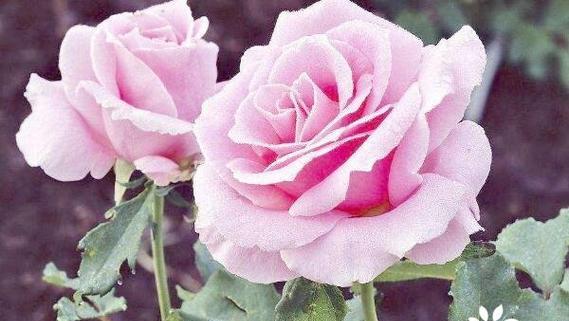 瑞士的国花是什么花？它有哪些独特之处？