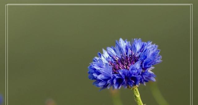 瑞士的国花是什么花？它有哪些独特之处？