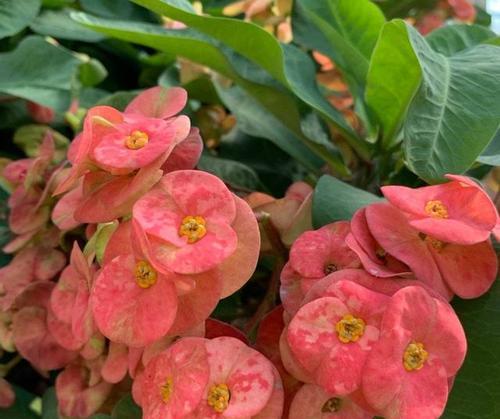 虎刺梅不开花的原因是什么？如何解决？