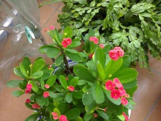 虎刺梅不开花的原因是什么？如何解决？