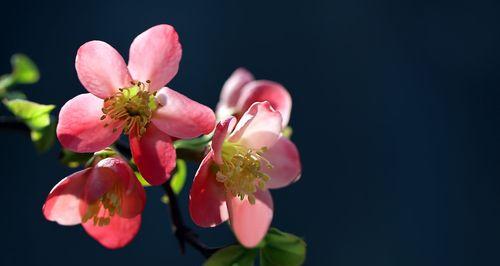 贴梗海棠喜阴还是喜阳？如何正确养护贴梗海棠？