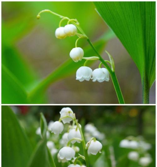 铃兰花语大全及寓意解析（揭开铃兰花的神秘面纱）