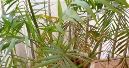 凤尾竹是否需要避免阳光直射？如何正确养护凤尾竹？