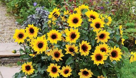 太阳花属于什么植物类型?它的特点有哪些?