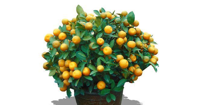 金桔能承受的最低温度是多少？如何安全过冬？