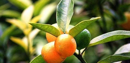 金桔能承受的最低温度是多少？如何安全过冬？