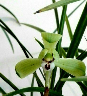 以兰花代表睿智者——儒家思想的象征（探寻儒家智慧之源——兰花的象征意义）