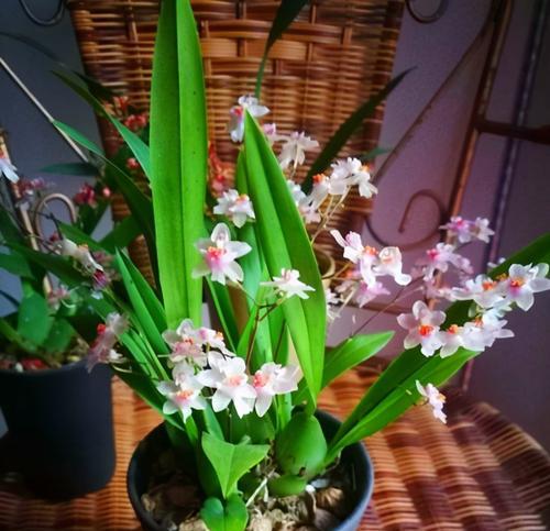 以兰花代表睿智者——儒家思想的象征(探寻儒家智慧之源——兰花的象征意义) 以兰花代表睿智者——儒家思想的象征(探寻儒家智慧之源——兰花的象征意义)