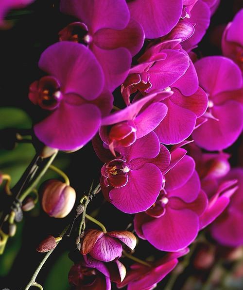 以兰花代表睿智者——儒家思想的象征(探寻儒家智慧之源——兰花的象征意义) 以兰花代表睿智者——儒家思想的象征(探寻儒家智慧之源——兰花的象征意义)