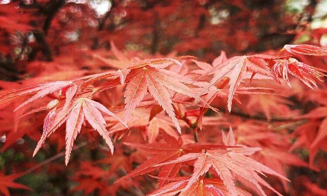红枫花语与寓意(赏红枫)_花植网