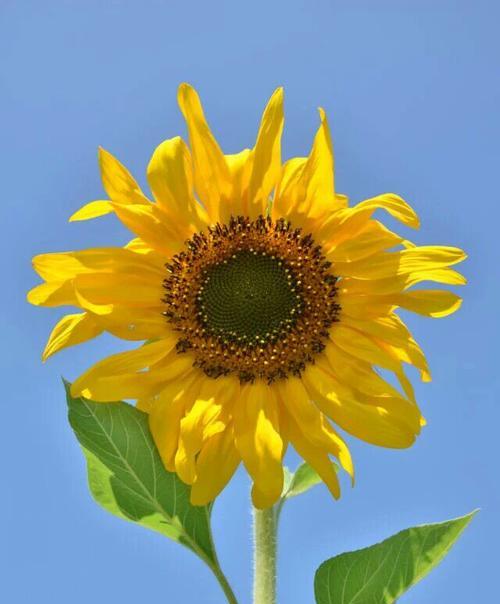 花朵传递正能量的力量（探索花朵如何影响人们的心灵）