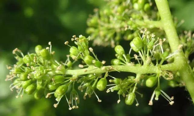 葡萄的花期是什么时候?如何正确识别葡萄开花时间?