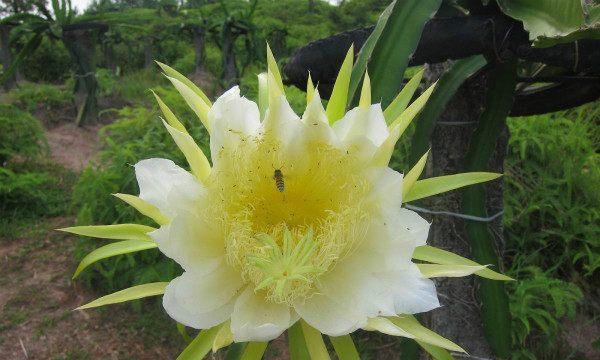 火龙果花的作用是什么？如何利用火龙果花进行健康养生？
