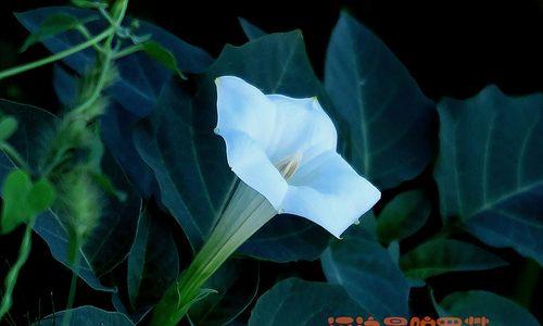 曼陀罗花的传说与花语（探寻曼陀罗花的神秘与美丽）