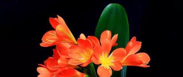 后悔之花——以紫罗兰的花语探寻人生悔恨（紫罗兰花语的启示及应对后悔的智慧）