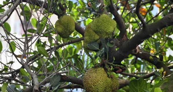 菠萝蜜通常长在哪里？如何识别菠萝蜜树？