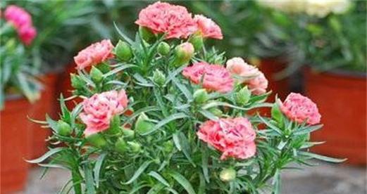 康乃馨什么时候开花？花期持续多久？