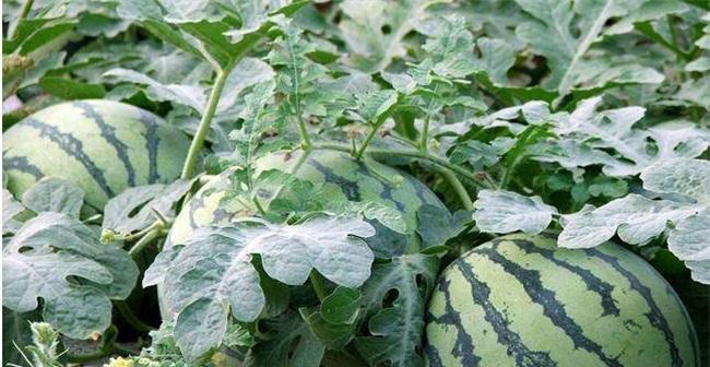 西瓜用什么肥料效果最好？如何正确施肥？