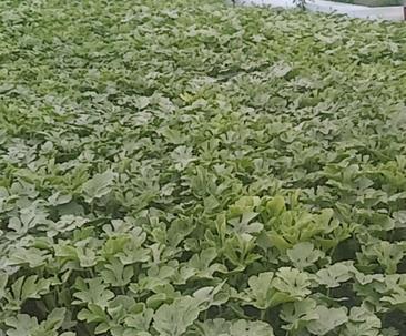 西瓜用什么肥料效果最好？如何正确施肥？