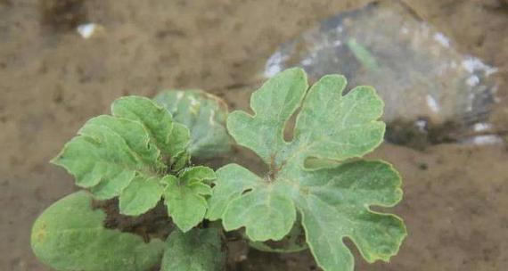 西瓜用什么肥料效果最好？如何正确施肥？