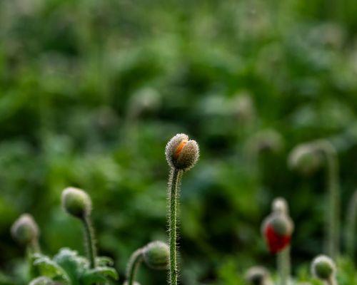 虞美人可以种在院子里吗？种植条件和注意事项是什么？