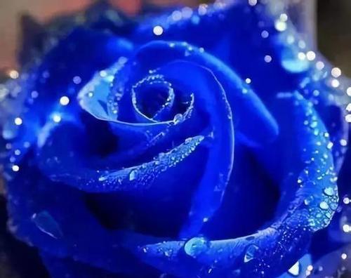 以蓝玫瑰的花语及适合赠送的对象（传达神秘和温柔）