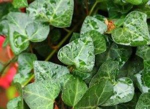 常春藤换土的最佳时间是什么时候?换土方法有哪些?