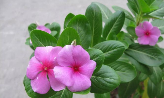 多年生草本植物的象征意义(揭示植物世界中的意义与象征) 多年生草本植物的象征意义(揭示植物世界中的意义与象征)