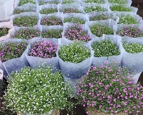 垂吊满天星浇水频率是多少？如何正确浇水？