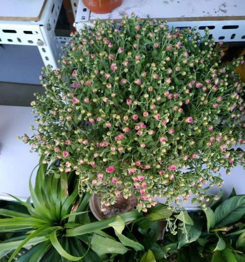 垂吊满天星浇水频率是多少？如何正确浇水？