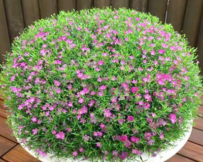 垂吊满天星浇水频率是多少？如何正确浇水？