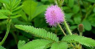 含羞草的花语与寓意（一朵含羞草背后的深刻含义）