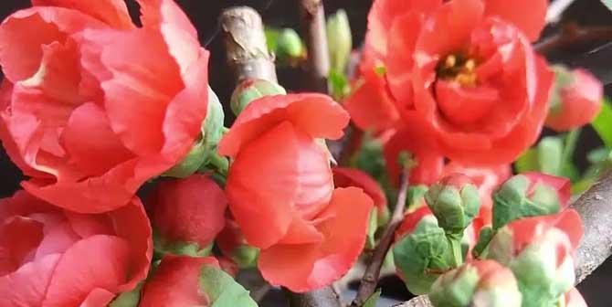 海棠花生长条件是什么？它的特性有哪些？