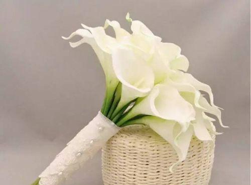 马蹄莲的花语与寓意(揭开马蹄莲的神秘面纱) 马蹄莲的花语与寓意(揭开马蹄莲的神秘面纱)