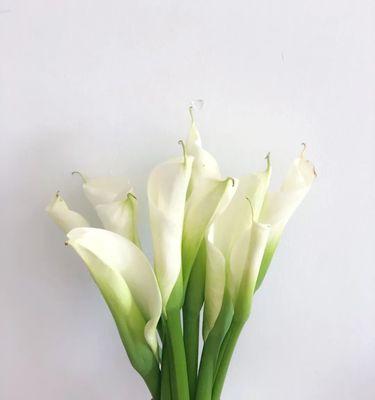 马蹄莲的花语与寓意(揭开马蹄莲的神秘面纱) 马蹄莲的花语与寓意(揭开马蹄莲的神秘面纱)