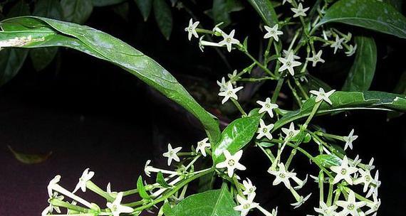 夜来香长什么样子?如何识别夜来香的特征?