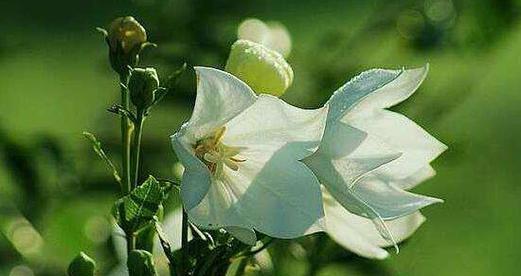 以勤奋之花，描绘努力的花语（鲜花中的力量与坚持）