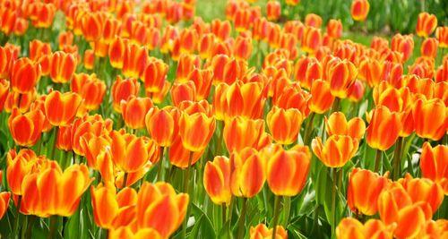 郁金香的象征意义及其文化传承（花开如梦）