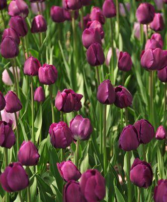 郁金香的象征意义及其文化传承（花开如梦）