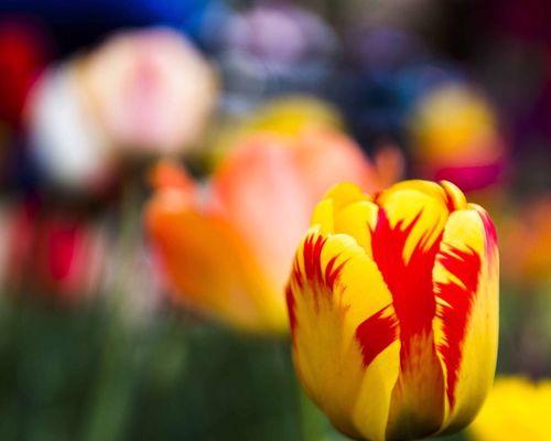 郁金香的象征意义及其文化传承（花开如梦）