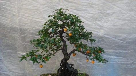 金弹子冬季养护技巧有哪些？如何确保金弹子安全过冬？