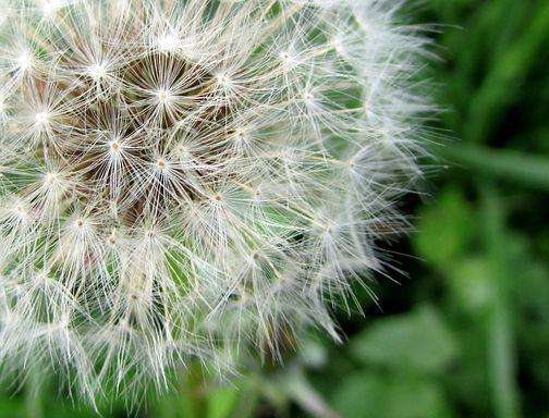 蒲公英的花语与传说（探索蒲公英的寓意与神秘）