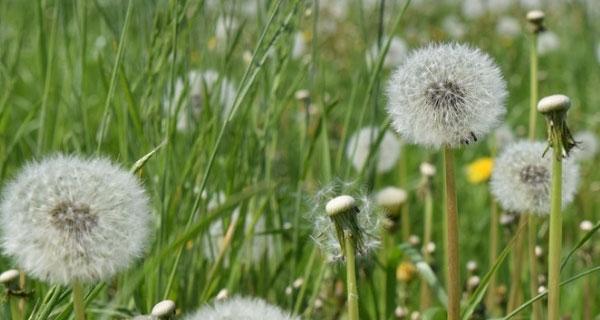蒲公英的花语与传说（探索蒲公英的寓意与神秘）