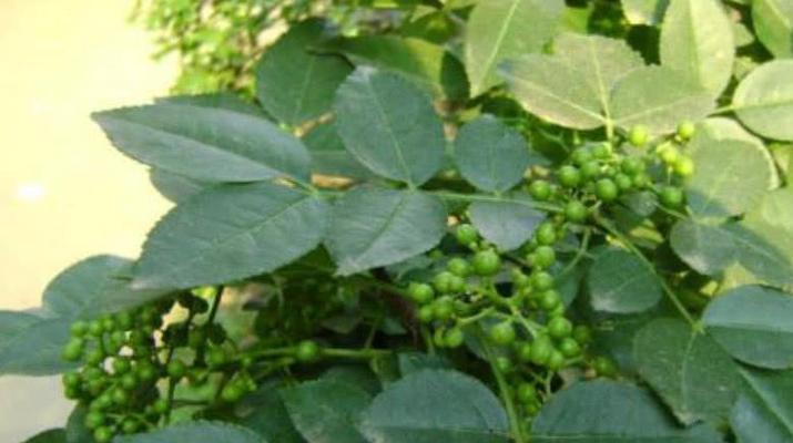 花椒树喜阴还是喜阳？种植环境如何选择？