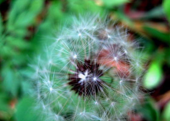 蒲公英的花语与传说（探索蒲公英的寓意与神秘）