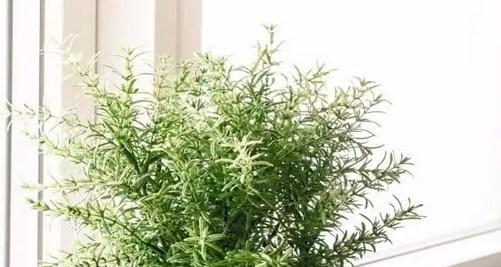 迷迭香花语之美(迷迭香的花语传递着勇气和希望)