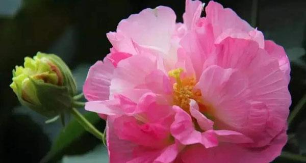 芙蓉花（揭示芙蓉花的象征意义及文化内涵）