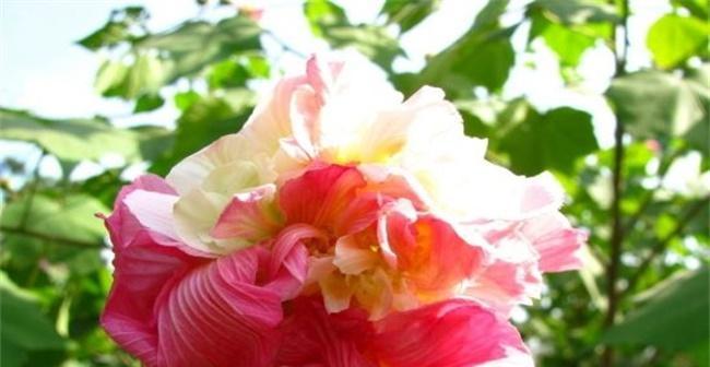 芙蓉花(揭示芙蓉花的象征意义及文化内涵) 芙蓉花(揭示芙蓉花的象征意义及文化内涵)