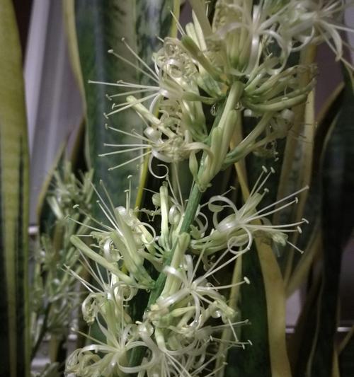 虎皮兰会开花吗？开花时是什么样子的？