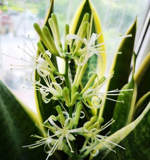 虎皮兰会开花吗？开花时是什么样子的？